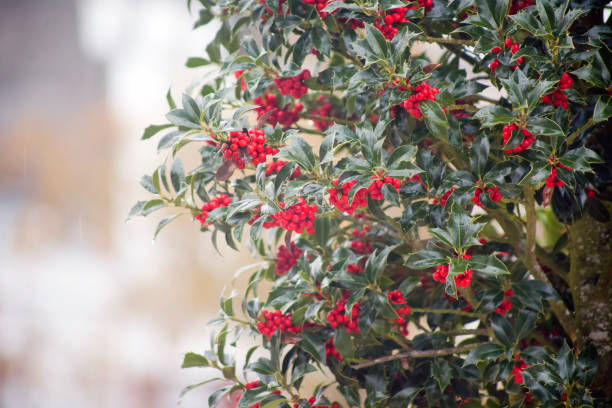 Holly, ilex aquifolium, red berries. stock photo