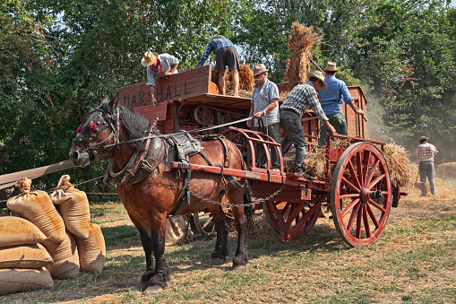 men re-enacting the old agricultural works with an ancient threshing machine and a horse-drawn cart loaded with ears of corn during the country fair Wheat Festival on August 25, 2019 in Bastia, Ravenna, Italy