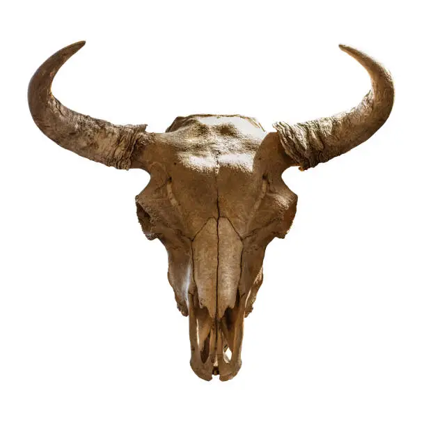 Photo of skull bison head on a white background