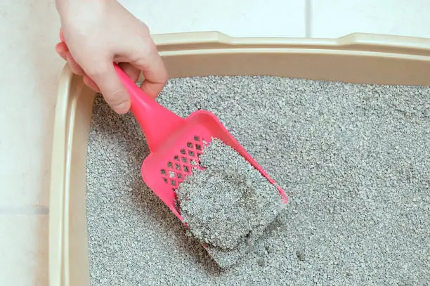 Hygiene for pets. Dry loose cat litter is collected in a plastic tray with a shovel.