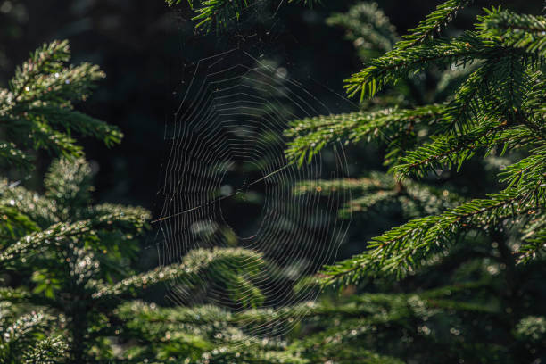 istock Cobweb on spruce trees in summer sunny morning 1171997519