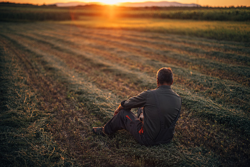 One senior farmer sitting in the middle of the field after harvest.