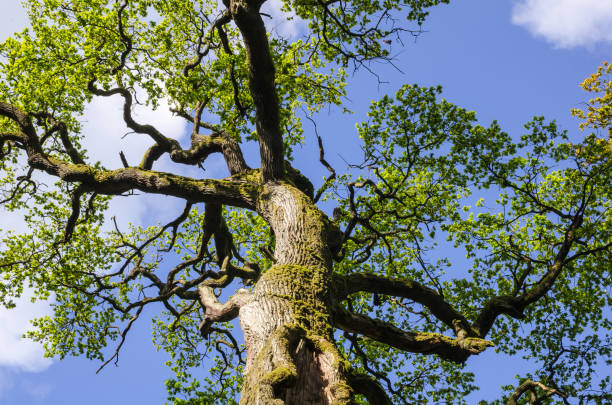 사바부르크(sababurg)라고 불리는 독일 자연 보호구역의 봄에 아주 오래된 오크 나무의 줄기와 나무 꼭대기 - treetop tree sky blue 뉴스 사진 이미지