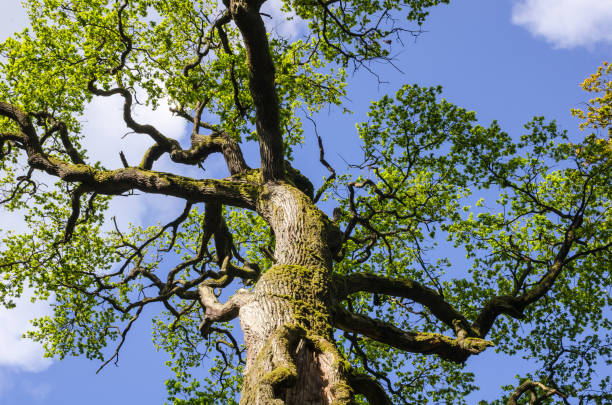 trunk and treetop of a very old oak tree in springtime in a german nature reserve, called sababurg - treetop tree sky blue imagens e fotografias de stock