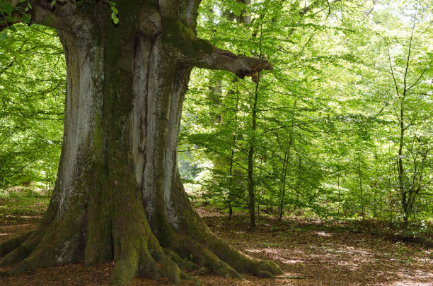 istock Very old beech in spring in a German nature reserve, called Sababurg; some young beech trees around; morning light 1172002304