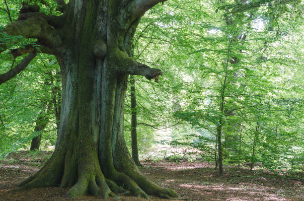 istock Very old beech in spring in a German nature reserve, called Sababurg; some young beech trees around; morning light 1172002342