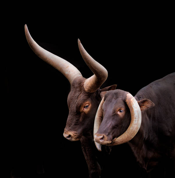 牛のカップルの肖像画, ワトゥシ - texas longhorn cattle horned bull long ストックフォトと画像