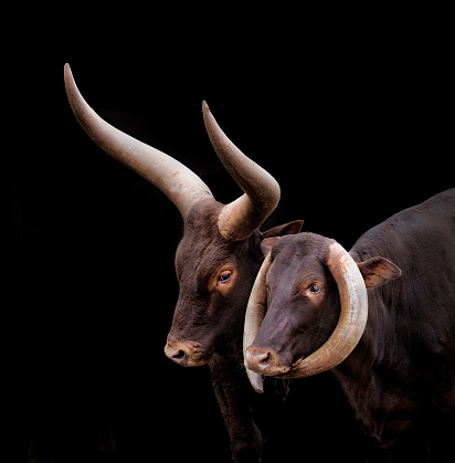 portrait of a couple of cows, watusi with on black background