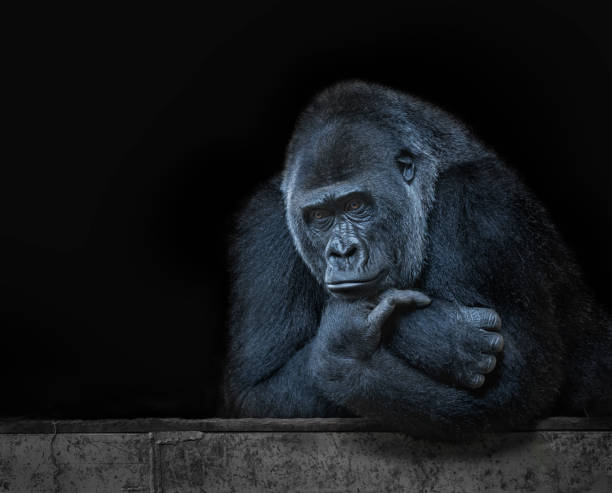 líder pensamiento gorila, fondo negro - gorila fotografías e imágenes de stock