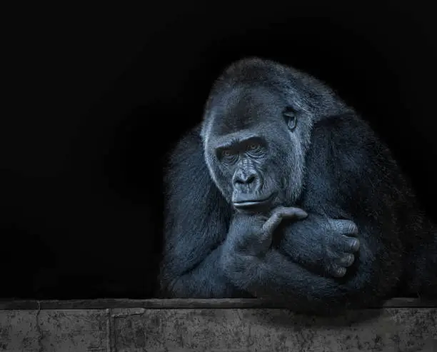 Leader gorilla thinking, with the lost look, in a black background