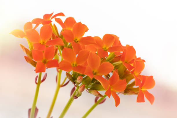 Beautiful Kalanchoe orange color on a light background. Copy space