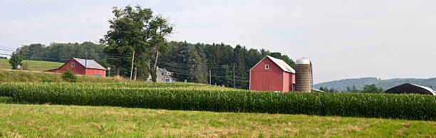 istock Farmstead Morning Panorama in Cornfield 117200387