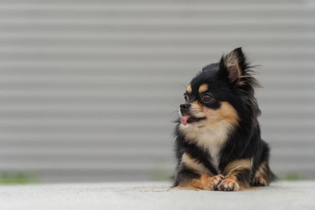 istock black chihuahua on the concrete floor. 1172004356
