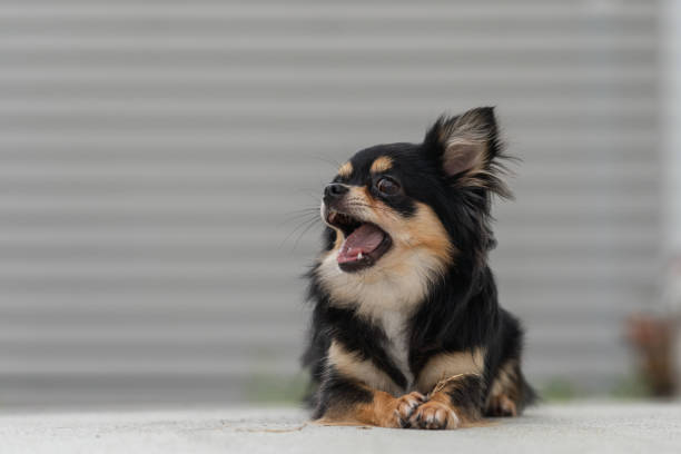 istock black chihuahua on the concrete floor. 1172004432