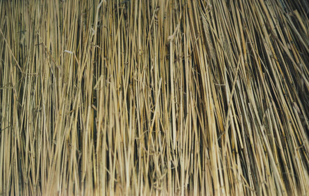istock Detail of Straw from thatched roof 1172004442