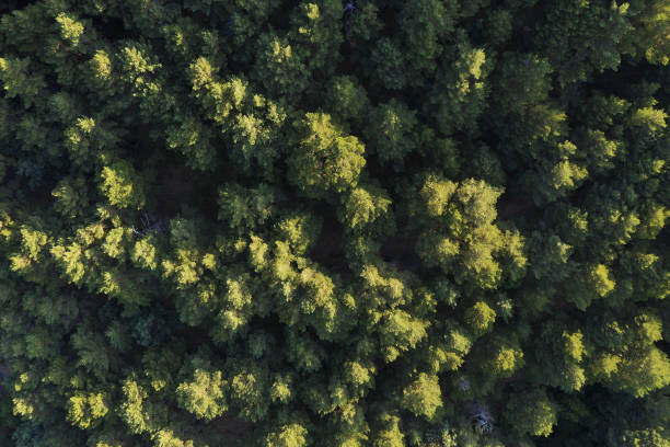 istock Aerial view of the forest 1172004952