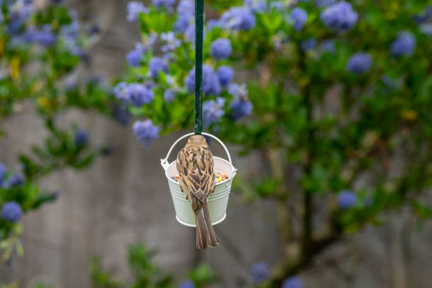 istock Sparrow wild bird perched on a garden feeder 1172006935