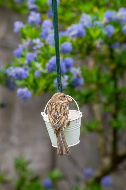 istock Sparrow wild bird perched on a garden feeder 1172006984