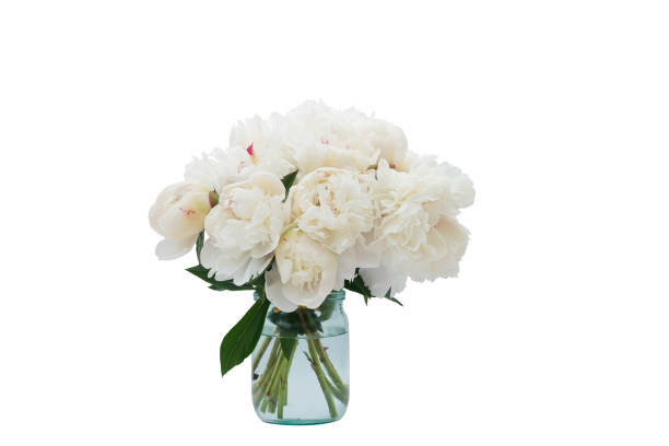 istock Bouquet of white peonies isolated on the white background 1172006998