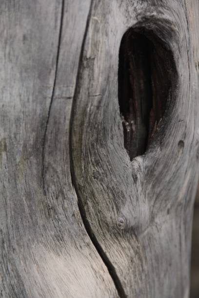 istock texture of wood, old died tree log 1172008950