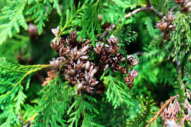 istock Open cones and needles of thuja 1172009953