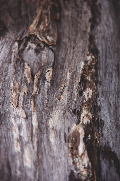 istock texture of wood, old died tree log 1172010294