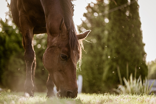 Two brown horse eating grass on sunny day