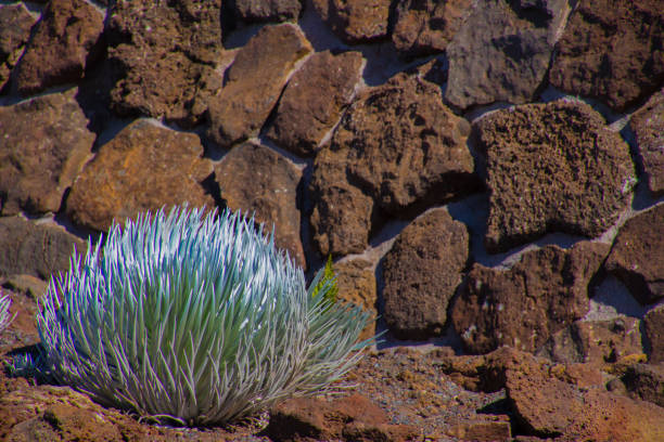 une épée argentée devant un mur en pierre brune. photo prise dans le parc national de haleakala sur maui hawaii hawaii - haleakala silversword photos et images de collection