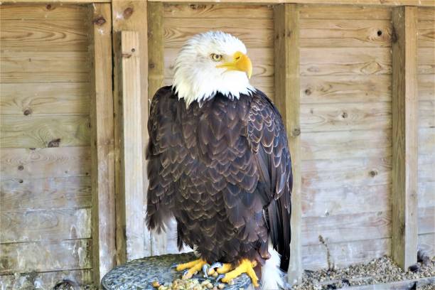 istock A Bald Eagle, bird of prey 1172012081