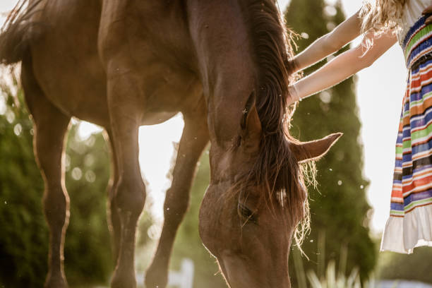 istock Girls hands cuddling a horse 1172012111