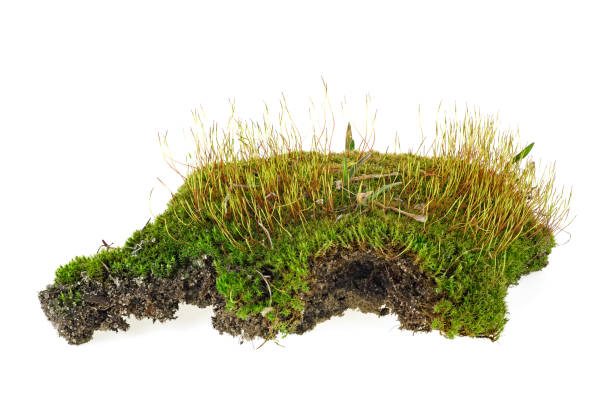 istock Green forest moss with grass isolated on a white background 1172012186