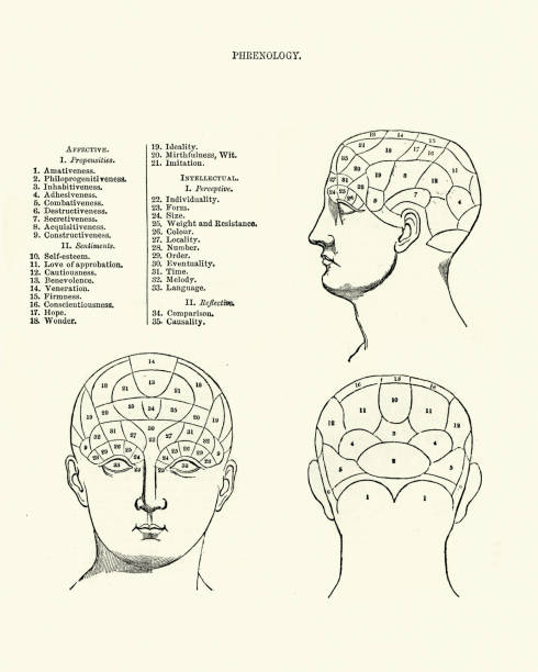 viktorianische phrenologie kopfdiagramm, 19. jahrhundert - medizinische zeichnung stock-grafiken, -clipart, -cartoons und -symbole