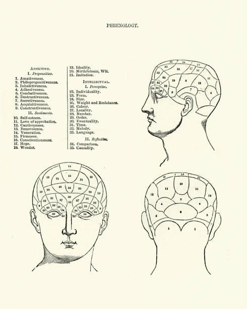 ilustraciones, imágenes clip art, dibujos animados e iconos de stock de gráfico de cabeza de phrenology victoriano, siglo xix - cabeza frenológica