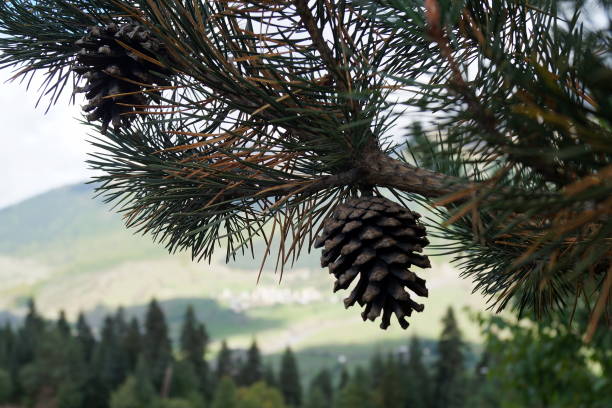 pine cones on branches with needles close-up with a mountain slope in the background