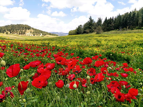 Beautiful Poppies in a meadow of Israeli national park Adulam.
