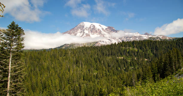 istock Scenic view of Mount Rainier 1172015293