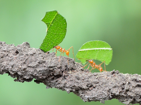 Great macro photo of Leafcutter Ants carrying leaves.