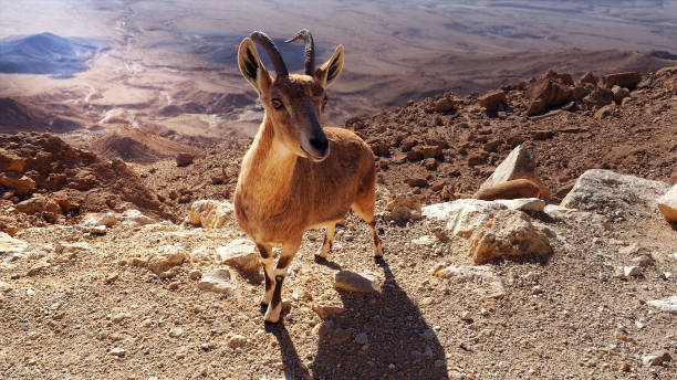 istock Nubian ibex in desert 1172015692