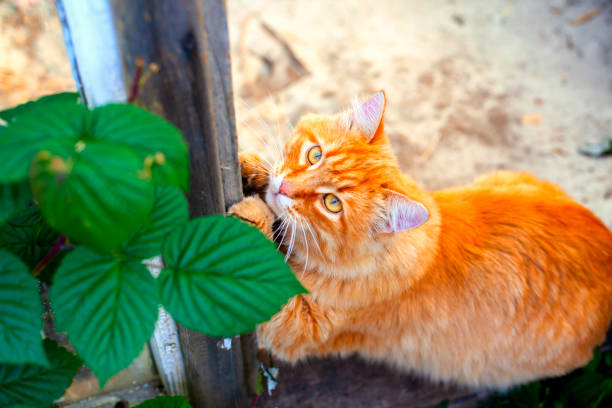 istock Ginger tabby cat outdoors. 1172015792