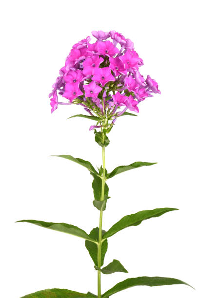 istock Purple phlox plant 1172016020