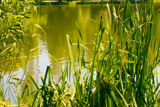 istock Summer river landscape in the forest 1172016094