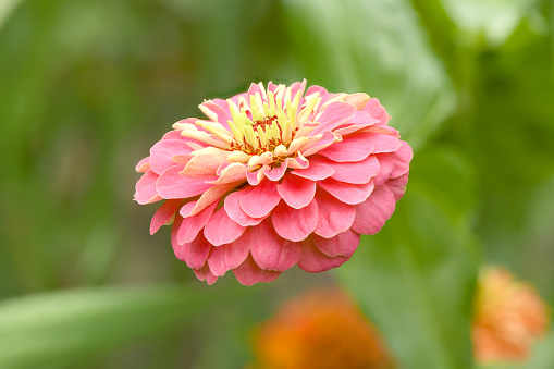 Orange colored zinnia, beautiful flower blooming in the garden. High resolution photo. Full depth of field.