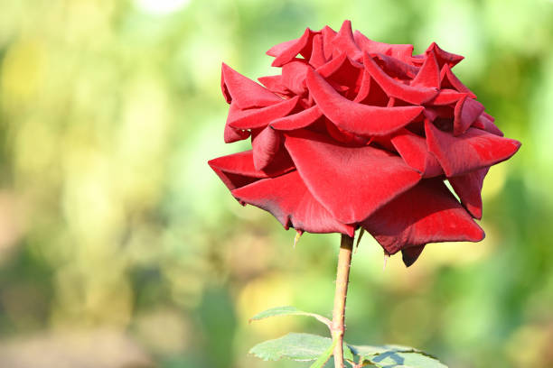 Red rose flower blooming in garden on natural and holidays background. High resolution photo. Full depth of field.