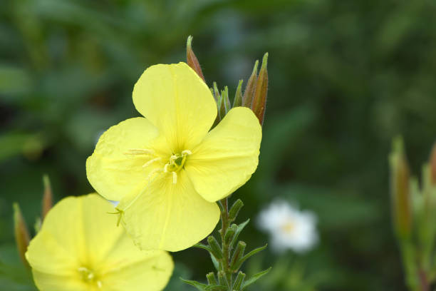Close shot of the top of a mullein.