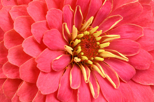 Close-up of red petal from a flower. extreme macro shot.