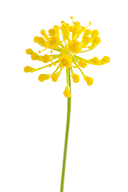 fiori di finocchio selvatico - fennel dill flower isolated foto e immagini stock