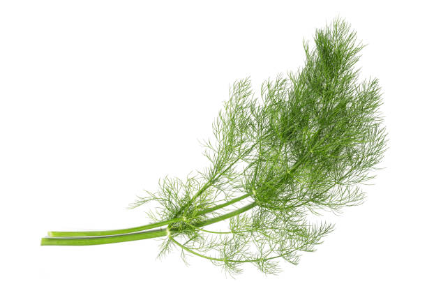 finocchio fresco - fennel dill flower isolated foto e immagini stock