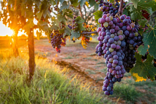 Grapes in wine vineyard in Tuscany, Italy at sunset