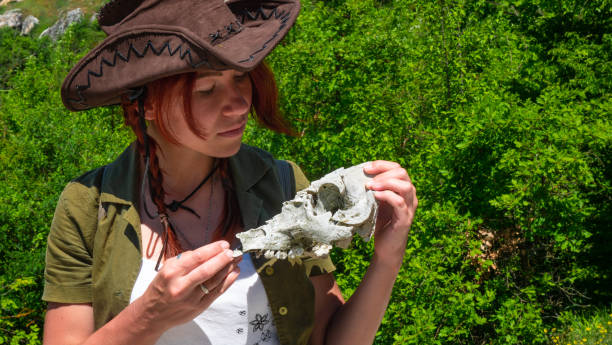 A beautiful girl archaeologist examines the skull of a domestic pig or wild boar near the settlements of ancient people. A beautiful archaeologist girl in a cowboy hat examines the skull of a domestic pig or wild boar near the settlements of the ancient people of cave cities. paleontologist stock pictures, royalty-free photos & images