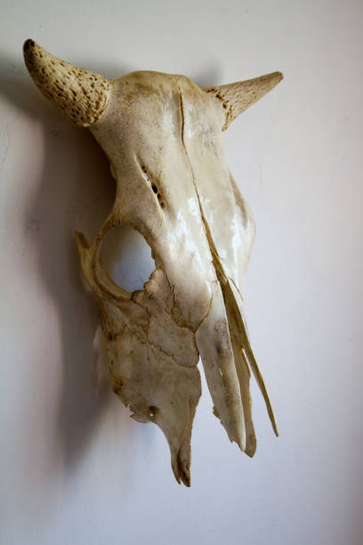 istock Skull of a cow with horns on a white wall background, selective focus 1172022675